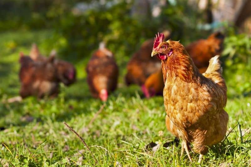 red-tractor-adds-hubbard-redbro-chicken-breed-to-approved-list